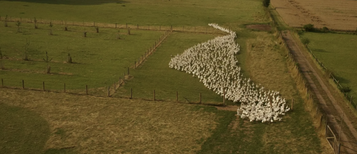 Blick auf ein großes Feld, darauf eine Schafsherde