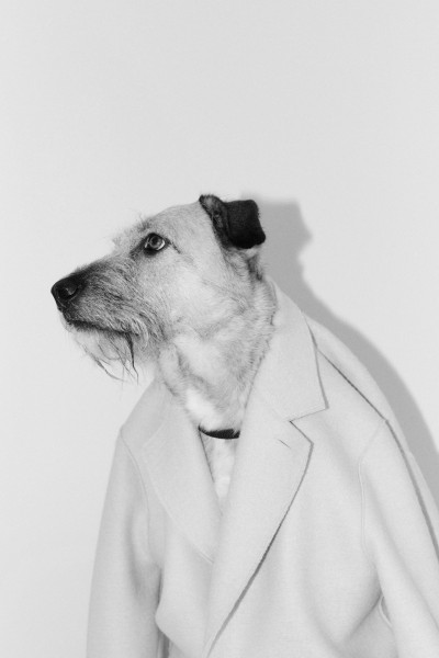 Office Dog Gourmet Abu in Frankfurt – GOOSE Gourmet