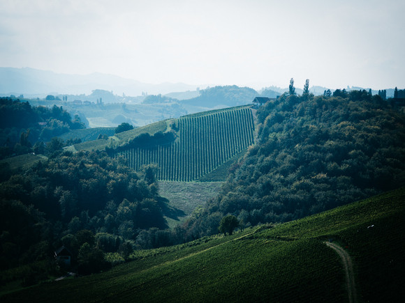 Landschaftsbild eines Weingutes