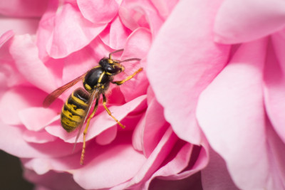Biene auf einer rosanen Rose