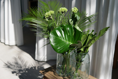 Grüne Blättergestecke in Glasvasen vor weißen Vorhängen